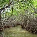 pichavaram mangrove forest pondicherry